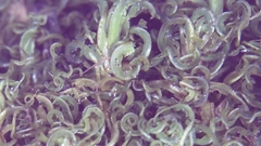 Tortella humilis
