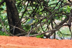 Todirostrum cinereum