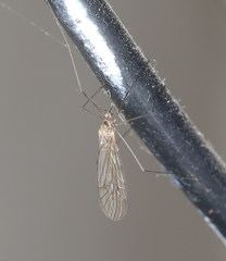 Trichocera regelationis