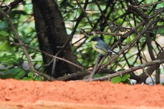 Todirostrum cinereum