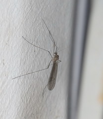 Trichocera regelationis