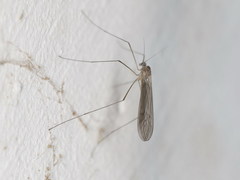 Trichocera regelationis