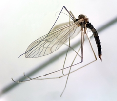 Trichocera regelationis