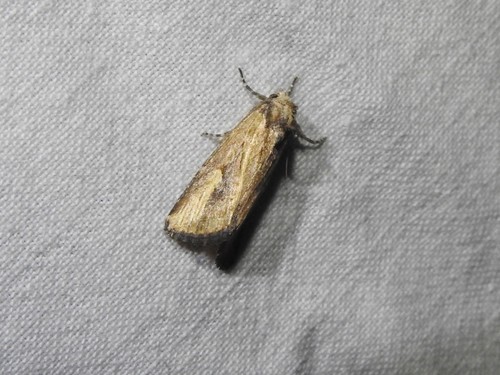 Ectopatria pelosticta