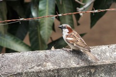 Passer domesticus