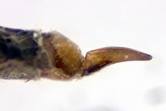 Trichocera regelationis