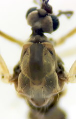 Trichocera regelationis