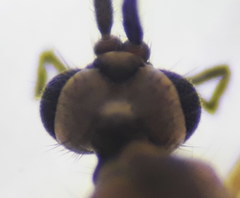 Trichocera regelationis