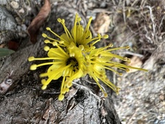 Xanthostemon chrysanthus