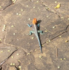 Agama lionotus