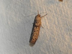 Ericrypsina chorodoxa