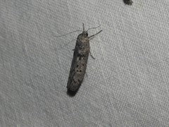 Ericrypsina chorodoxa