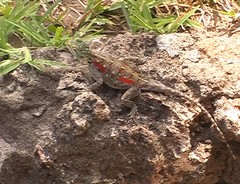 Agama lionotus