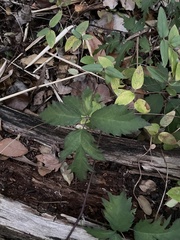 Rubus