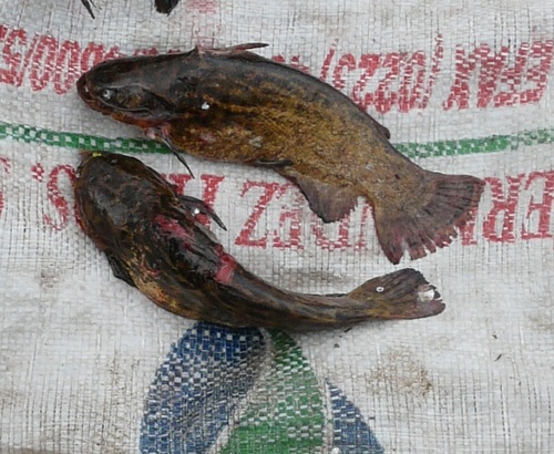 Singing catfish (Trachelyopterus striatulus) — Auchenipteridae