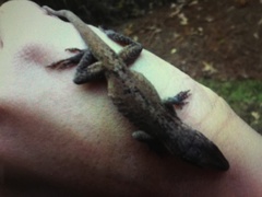 Anolis carolinensis