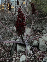 Rubus