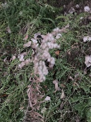 Rubus