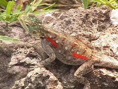 Agama lionotus