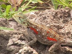 Agama lionotus
