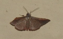 Banisia