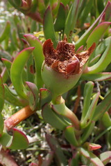 Carpobrotus deliciosus