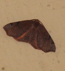 Achrosis
