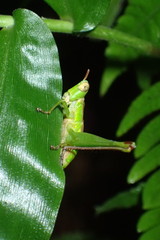 Euschmidtia cruciformis
