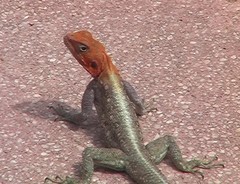 Agama lionotus