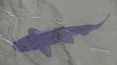 Steindachneridion melanodermatum