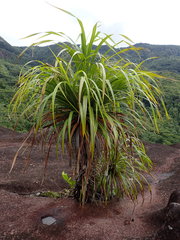 Pandanus multispicatus