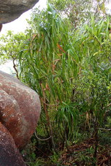 Pandanus sechellarum