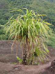 Pandanus multispicatus