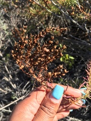 Hebenstretia robusta