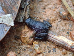 Sooglossus thomasseti