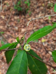 Cordiera myrciifolia