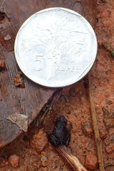 Sooglossus thomasseti