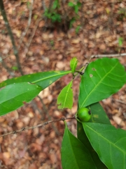 Cordiera myrciifolia
