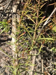 Hebenstretia robusta