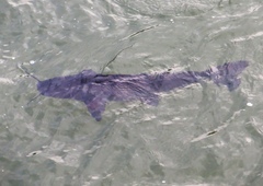 Steindachneridion melanodermatum