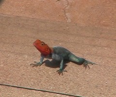 Agama lionotus