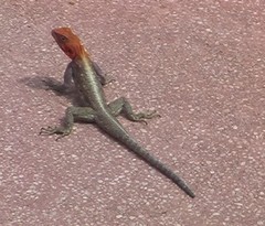 Agama lionotus