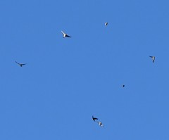 Fringilla montifringilla