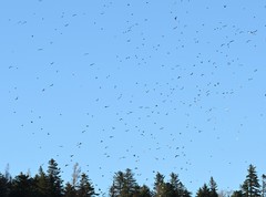 Fringilla montifringilla