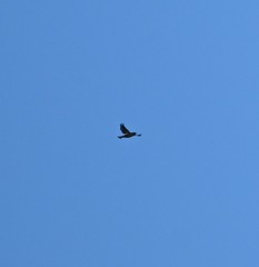 Fringilla montifringilla