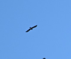 Fringilla montifringilla