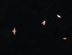 Fringilla montifringilla