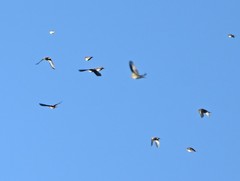 Fringilla montifringilla