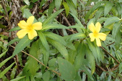 Turnera angustifolia