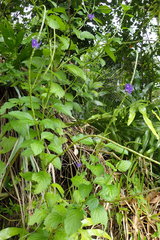 Stachytarpheta urticifolia